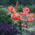 Lilum lancifolium, commonly known as tiger lilies, blooming in a garden, showing the flowers' bright orange, recurved petals with black spots.