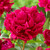 Double Lactiflora peony Red Magic, showing this early-blooming variety's lush, garnet red flowers.