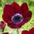 Wine-red De Caen anemone Bordeaux, showing the flower's rich color and striking black center.