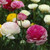 Ranunculus Tomer White (Spring)