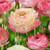 Ranunculus Aviv Picotee Pink/White (Spring)