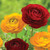 Ranunculus Tomer Red & Yellow (Spring)