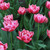 A grouping of double early tulip Columbus in a garden setting, showing the beauty of this variety's rose-pink flowers with white edges.