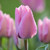 The shapely pink blossoms of Fosteriana tulip Janis Joplin blooming in an early spring flower garden.