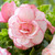 Double tuberous begonia Upright Picotee White, displaying white petals with pink edges.