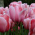 Multiple flowers of the apricot-pink Darwin Hybrid tulip Salmon Impression.