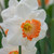 Daffodil Pink Charm blooming in a spring garden, displaying its white petals and large, ruffled, coral pink cup.