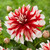 Dahlia Decorative Dynamite