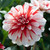 Dahlia Decorative Dynamite