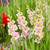 A planting of pale yellow and pink Mon Amour gladiolus blooming in a summer flower garden.