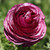 Ranunculus Tecolote Merlot, showing the flower's many petals in hues of purple and burgundy.