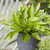 Hosta Small Leaf Ayesha - 1 bare root - Longfield Gardens