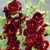 Alcea Double Chater's Maroon