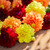 Dahlia Assorted Sangria Collection