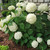 Hydrangea arborescens Annabelle, displaying its creamy white midsummer flowers.