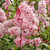 Syringa vulgaris Miss Canada, a Preston hybrid lilac with candy pink flowers.