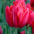 The brilliant red flower of double early tulip Red Foxtrot.