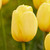 Tulip Darwin Hybrid Novi Sun