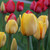 Close up of the classic yellow Darwin Hybrid tulip Blushing Apeldoorn, with tulip Red Impression in the background.