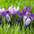 Violet-purple species crocus Ruby Giant and the purple and white striped crocus Pickwick blooming in an early spring lawn.