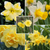A collection of five different varieties of yellow daffodils that bloom in early, mid and late spring to ensure weeks of cheery color.