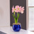 The candy pink flowers of amaryllis Sweet Star, blooming indoors in a shiny blue pot.