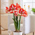 Amaryllis Pierrot, growing in a white ceramic pot and blooming in a modern, upscale interior.