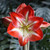 The brilliant, red and white flowers of amarylis Minerva.