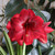 The deep, garnet-red flowers of amaryllis Red Pearl, blooming indoors in mid-winter.