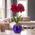 The deep red flowers of amaryllis Red Pearl, blooming indoors in a shiny cobalt blue pot.