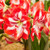 The red and white flowers of amaryllis Pierrot.