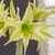 The distinctive lime green flowers of amaryllis Evergreen.