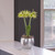 The distinctive lime green flowers of amaryllis Evergreen blooming indoors in a silver metal pot