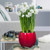 The fragrant white flowers of Ziva paperwhite narcissus blooming indoors in a shiny red pot.