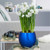 The fragrant white flowers of Ziva paperwhite narcissus blooming indoors in a shiny cobalt blue pot.