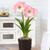 Amaryllis with Twig Style Pot Growing Kit