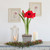 Amaryllis with Weathered Wood Pot Growing Kit