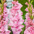 Gladiolus Large Flowering Soft Innocence
