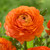 Ranunculus Tomer Orange, showing this variety's pumpkin-orange flowers with layers of frilly petals.