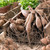 Clumps of dahlia tubers in a rustic wood box, reading for spring planting in a flower garden.