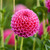 The raspberry pink blossoms of ball dahlia Jowey Frambo, blooming in a summer flower garden.