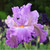 Bearded Iris Scrumdiddlyumptious