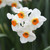 Tazetta daffodil Cragford, featuring one cluster of this variety's fragrant, heat-resistant flowers with white petals and dark orange cups.