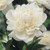 Peony Lactiflora Duchess de Nemours (Fall)