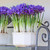 Spring-blooming iris reticulata Harmony in a white ceramic pot.