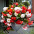 Begonia Upright Double Odorata White & Red