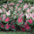 A large planting of two shade tolerant caladiums, featuring red-leaf Florida Cardinal and the pink leaves of Kathleen.