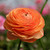 Ranunculus Tomer Orange (Fall)