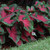 A shady garden featuring the red and green foliage of caladium Postman Joyner.