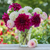 Dahlia Assorted Evening Elegance Collection Dahlia Assorted Evening Elegance Collection